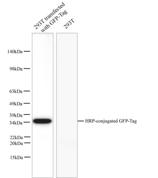 HRP-conjugated GFP-Tag Monoclonal Antibody (AN00432HP)