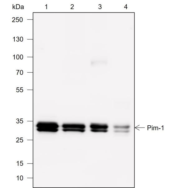 Recombinant Pim-1 Monoclonal Antibody (AN302025L)
