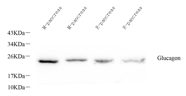 GCG Polyclonal Antibody (E-AB-70319)