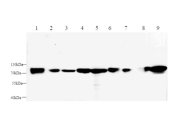 AFP Polyclonal Antibody (E-AB-40293)