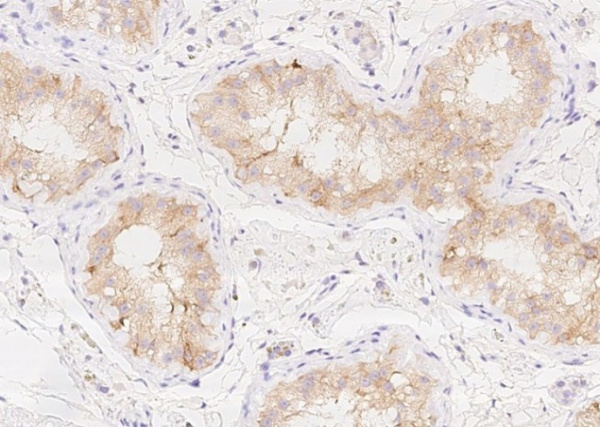 Recombinant AMH Monoclonal Antibody (AN300287P)