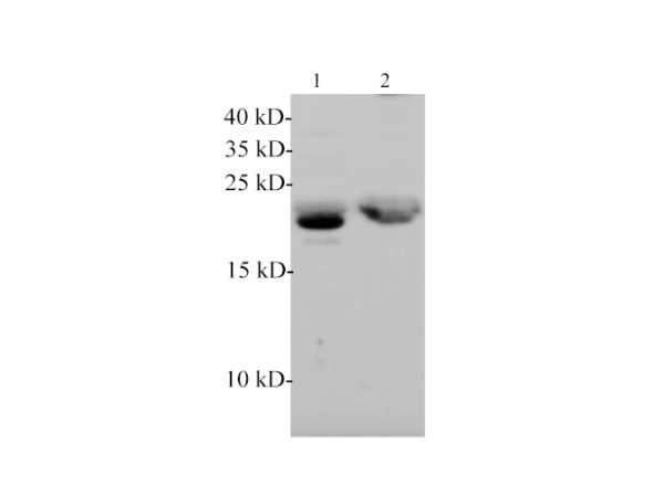 FSH beta Polyclonal Antibody (E-AB-40593)