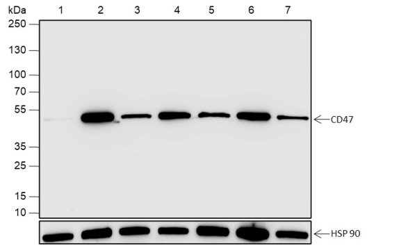 Recombinant CD47 Monoclonal Antibody (AN301936L)