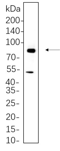 Recombinant RSK2 Monoclonal Antibody (AN300651L)