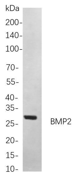 Recombinant BMP2 Monoclonal Antibody (AN300912L)