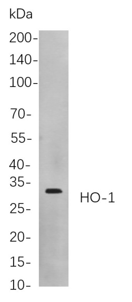 Recombinant HO-1 Monoclonal Antibody (AN300862L)