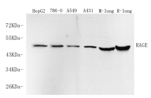 RAGE Polyclonal Antibody (E-AB-70136)