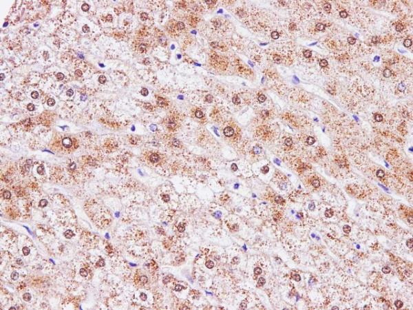 CCL2 Polyclonal Antibody (E-AB-40273)