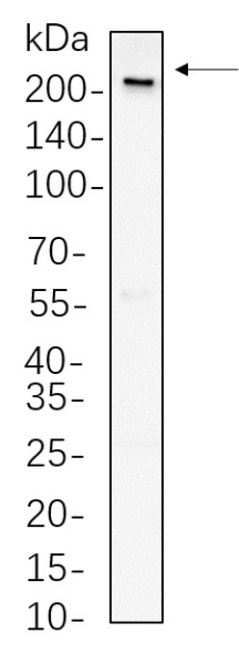 Recombinant Rpb1 Monoclonal Antibody (AN300821L)