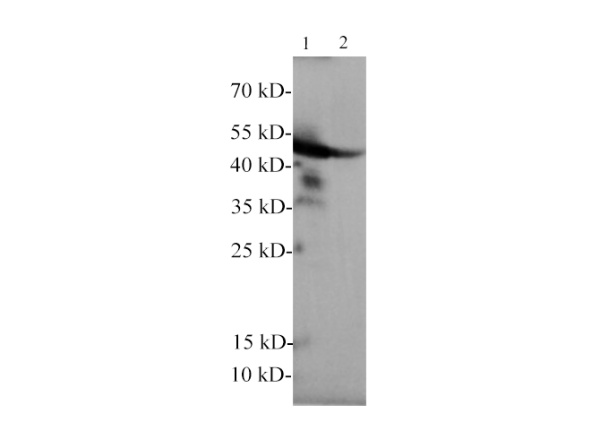 GFAP Polyclonal Antibody (E-AB-40573)