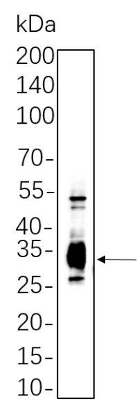 Recombinant Caspase-3 Monoclonal Antibody (AN301377L)