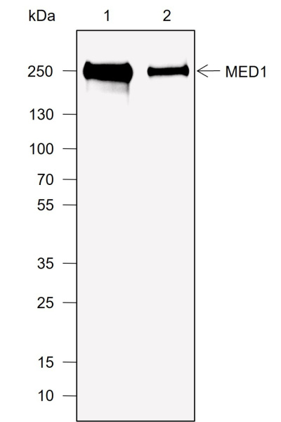 Recombinant MED1 Monoclonal Antibody (AN302019L)