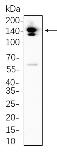 Recombinant Trk pan Monoclonal Antibody (AN300735L)