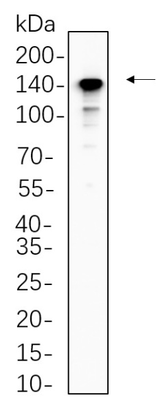 Recombinant CD163 Monoclonal Antibody (AN300608L)