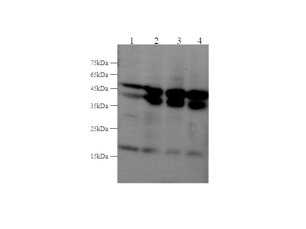 JNK2 Polyclonal Antibody (D-AB-10207L)