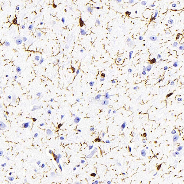 AIF1 Monoclonal Antibody (E-AB-70353)