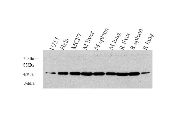 BMP2 Polyclonal Antibody (E-AB-70111)
