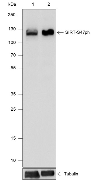 Recombinant Phospho-SIRT1(Ser47) Monoclonal Antibody (AN302086L)