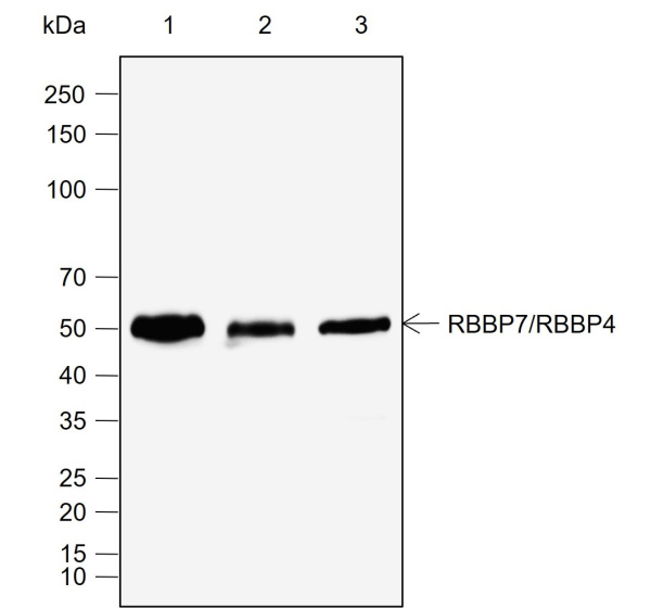Recombinant RBBP7/RBBP4 Monoclonal Antibody (AN302067L)