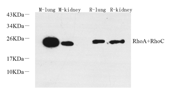 RHOA Polyclonal Antibody (E-AB-70372)