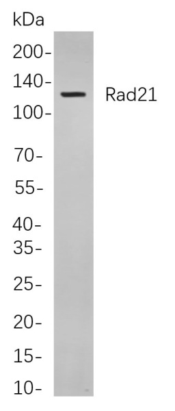 Recombinant Rad21 Monoclonal Antibody (AN301088L)