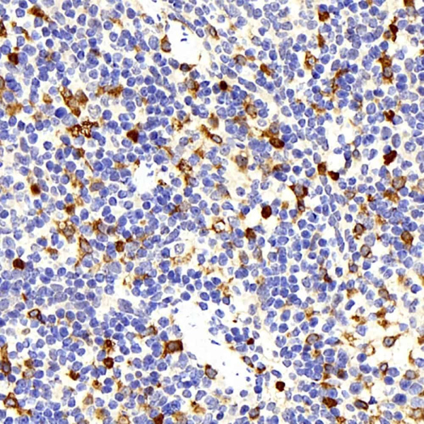 HMOX1 Polyclonal Antibody (E-AB-70045)