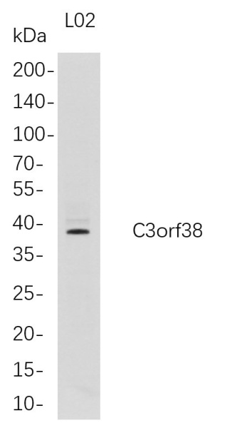 Recombinant C3orf38 Monoclonal Antibody (AN300747L)