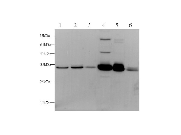 ANXA5 Polyclonal Antibody (D-AB-10212L)