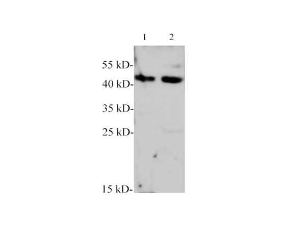 BMP-7 Polyclonal Antibody (E-AB-40594)