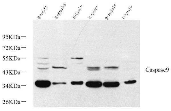 CASP9 Polyclonal Antibody (E-AB-70332)
