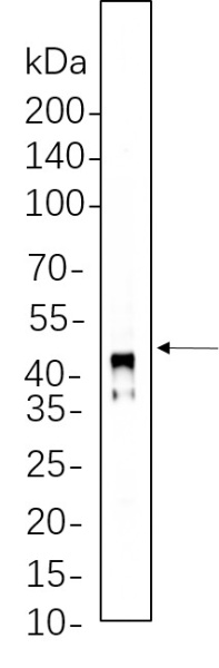 Recombinant Connexin 43 Monoclonal Antibody (AN301351L)