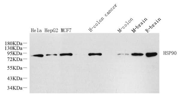 HSP90 alpha Polyclonal Antibody (E-AB-70141)