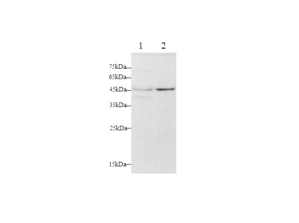 FAS/CD95 Polyclonal Antibody (D-AB-10418L)