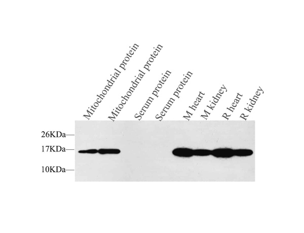 COX4I1 Polyclonal Antibody (E-AB-70109)