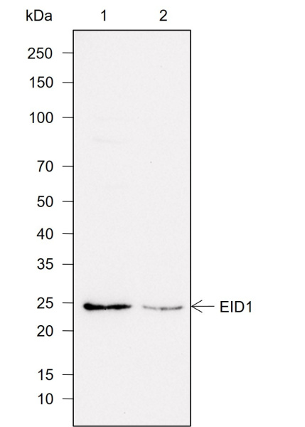 Recombinant EID1 Monoclonal Antibody (AN302033L)