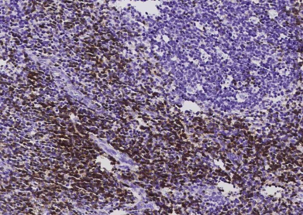 Recombinant CD3D & CD3E Monoclonal Antibody (AN300594P)