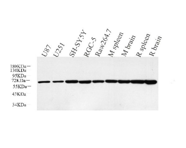 HSP60 Polyclonal Antibody (E-AB-70103)