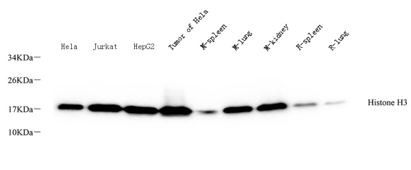 Histone H3 Polyclonal Antibody (E-AB-70330)