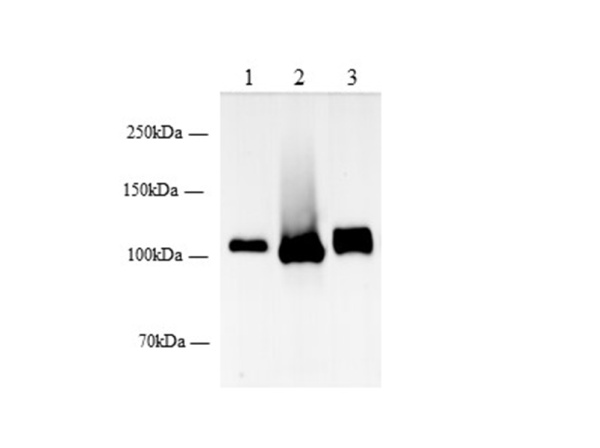 DPP4/CD26 Polyclonal Antibody (AN006840L)