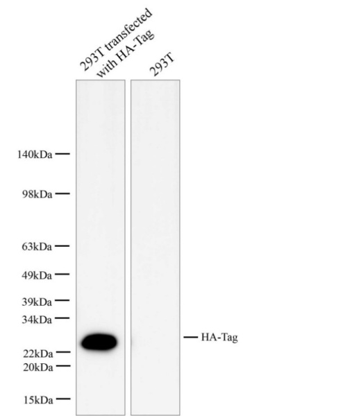 HA-Tag Monoclonal Antibody (E-AB-48022)