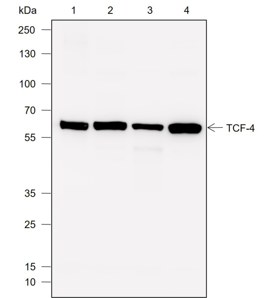 Recombinant TCF4 Monoclonal Antibody (AN302010L)