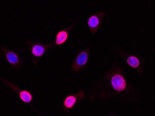 BrdU Monoclonal Antibody (AN005390L)