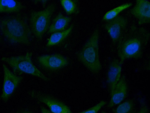 Elab Fluor® 488-conjugated GAPDH Monoclonal Antibody (AN00296L)