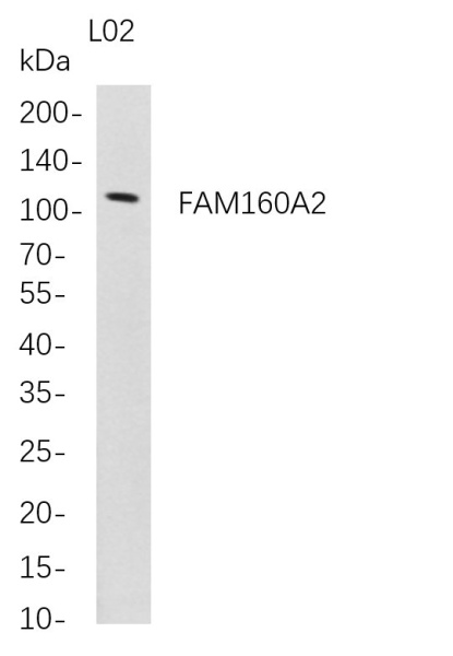 Recombinant FAM160A2 Monoclonal Antibody (AN300746L)