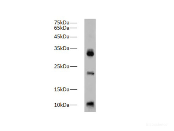 Caspase-1 Polyclonal Antibody (E-AB-40529)