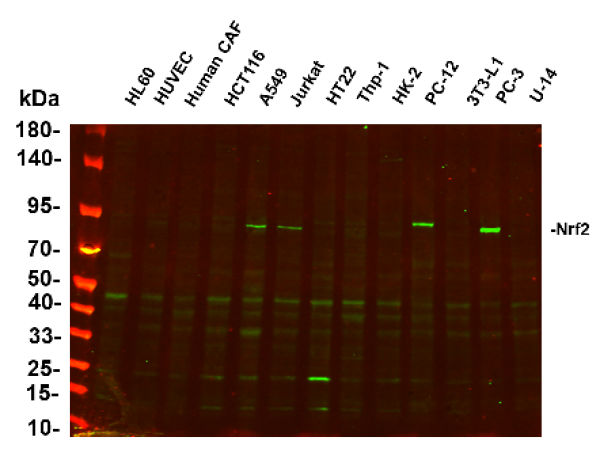 Recombinant Nrf2 Monoclonal Antibody (AN300603L)