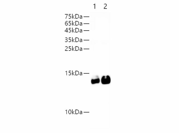 HRP-AVI-Tag Monoclonal Antibody (E-AB-48001)