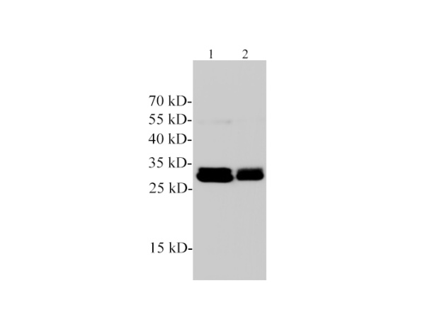 DnaseⅠPolyclonal Antibody (E-AB-40592)