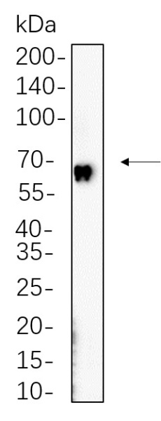 Recombinant cGAS Monoclonal Antibody (AN301372L)