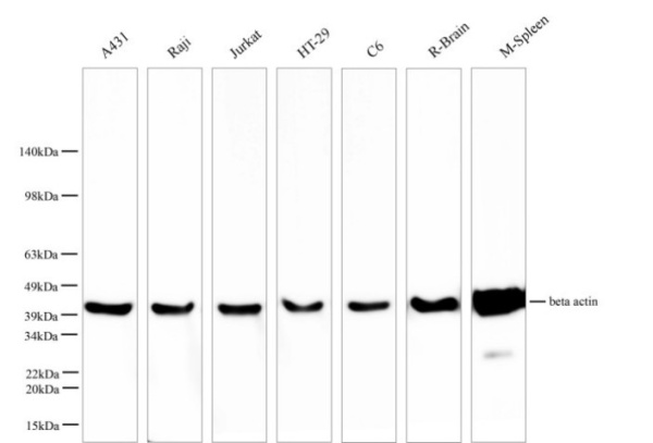 beta actin Polyclonal Antibody (E-AB-40338)